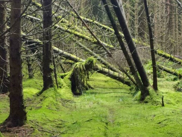 Creepy Finds (20 pics)