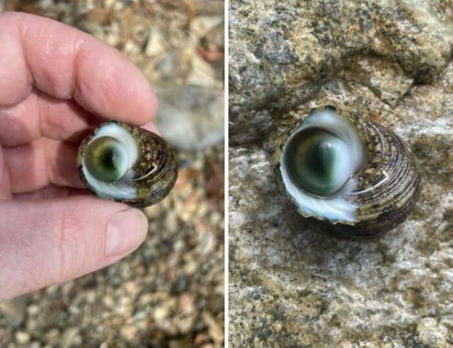 Creepy Finds (20 pics)