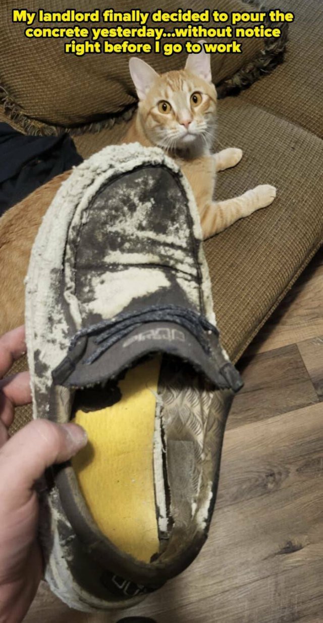 Annoying Landlords (21 pics)