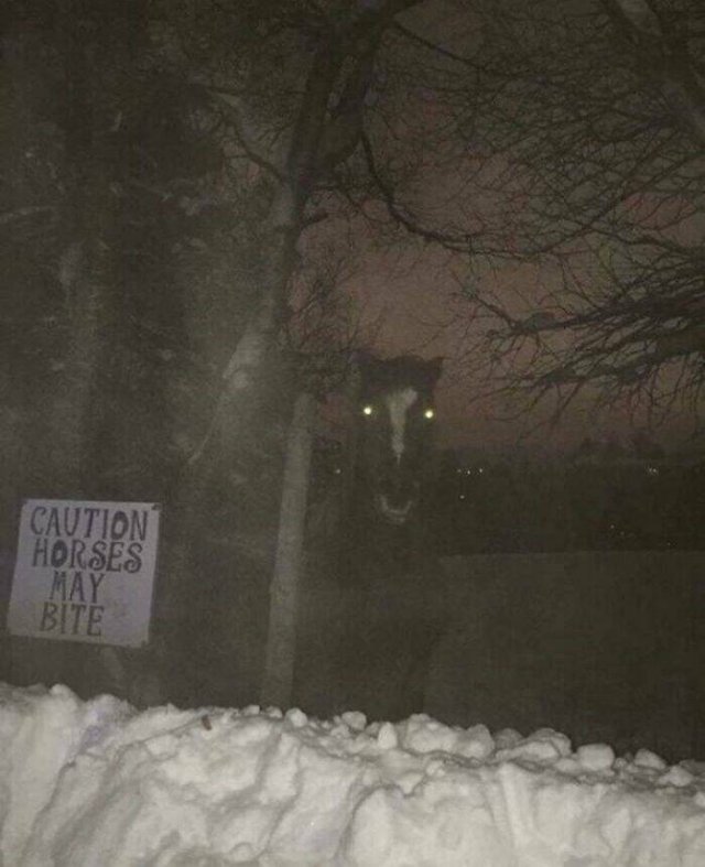 Creepy Finds (20 pics)
