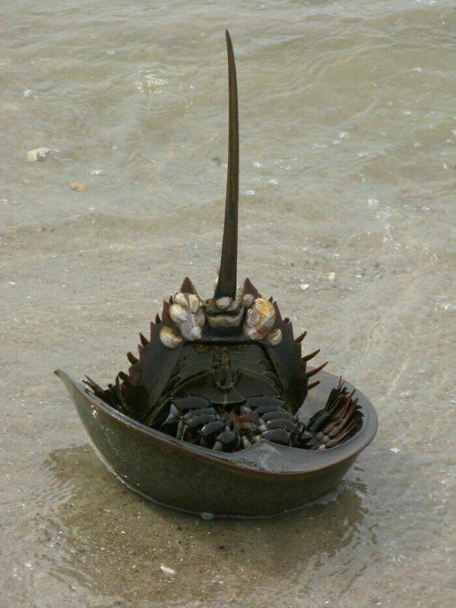 Creepy Finds (20 pics)