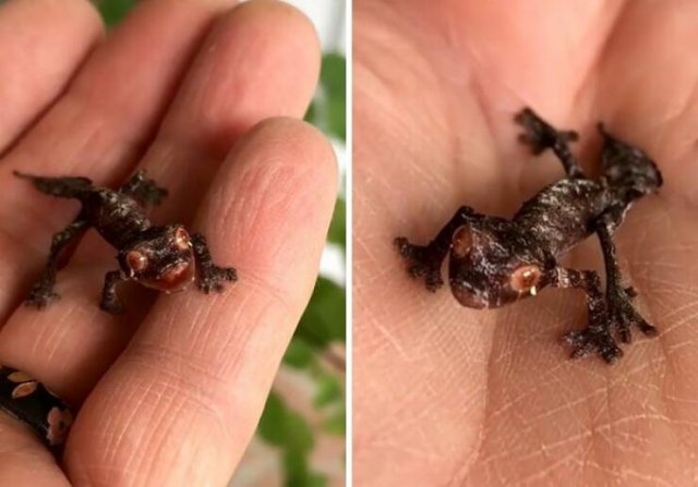 Creepy Finds (20 pics)
