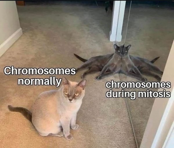 Science Memes (22 pics)