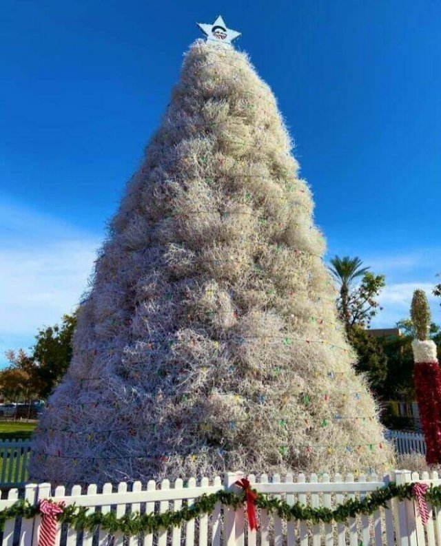 Creative Christmas Trees (25 pics)