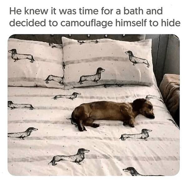 Jokes With Dogs (24 pics)