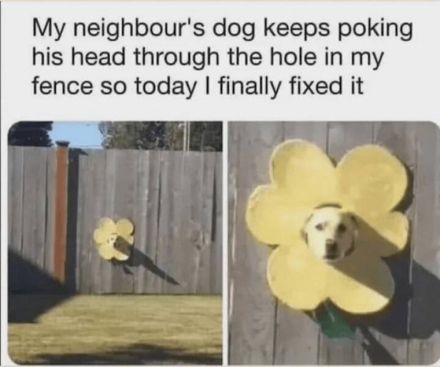 Jokes With Dogs (24 pics)