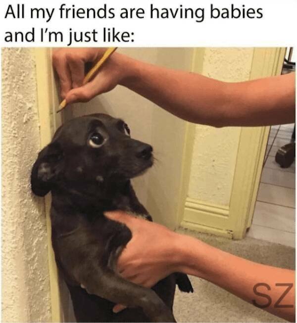 Jokes With Dogs (24 pics)