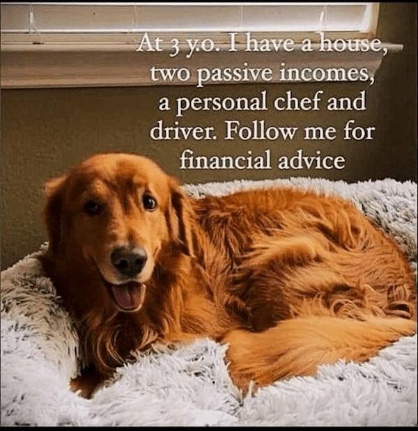 Jokes With Dogs (24 pics)