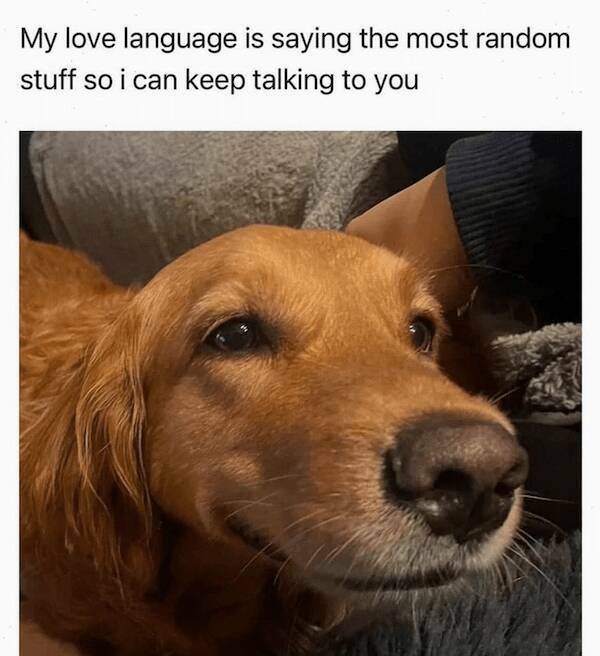 Jokes With Dogs (24 pics)