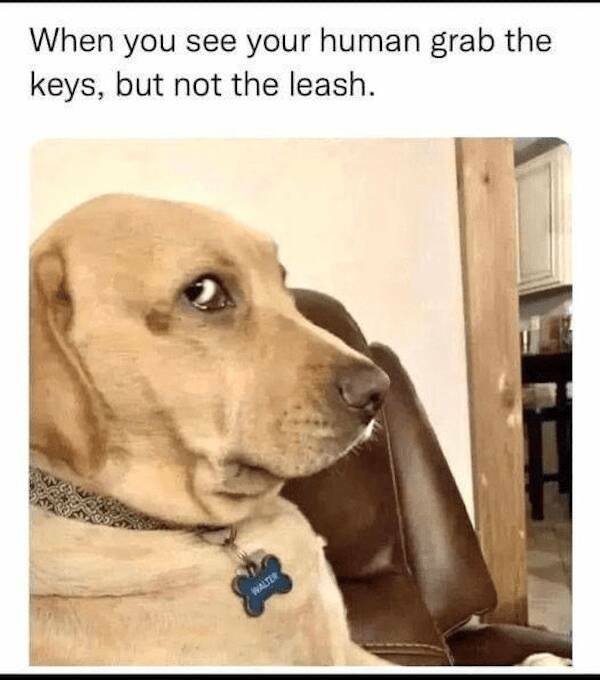 Jokes With Dogs (24 pics)