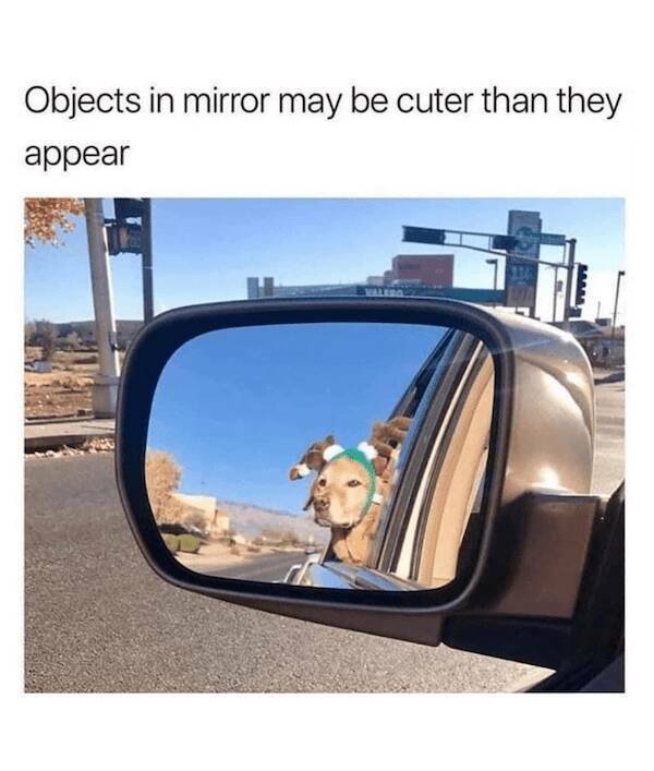 Jokes With Dogs (24 pics)