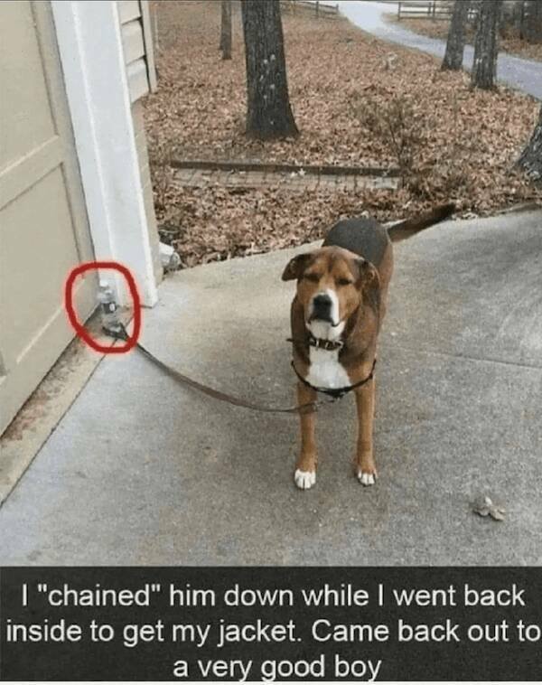 Jokes With Dogs (24 pics)