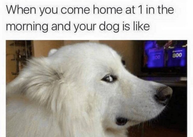 Jokes With Dogs (24 pics)