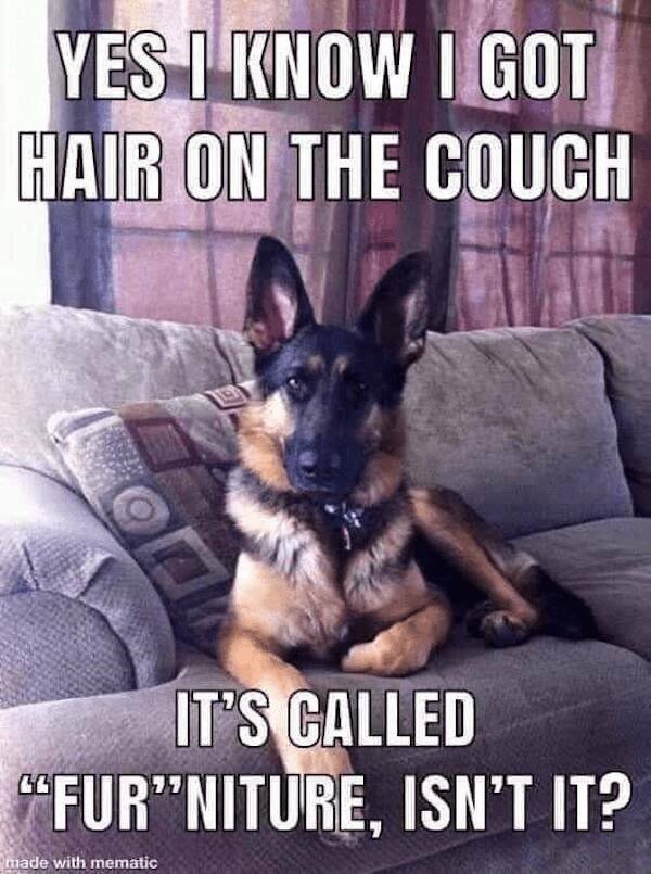 Jokes With Dogs (24 pics)