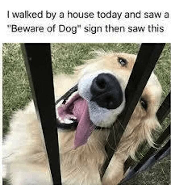 Jokes With Dogs (24 pics)