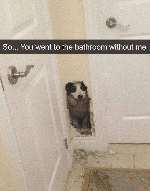 Jokes With Dogs (24 pics)