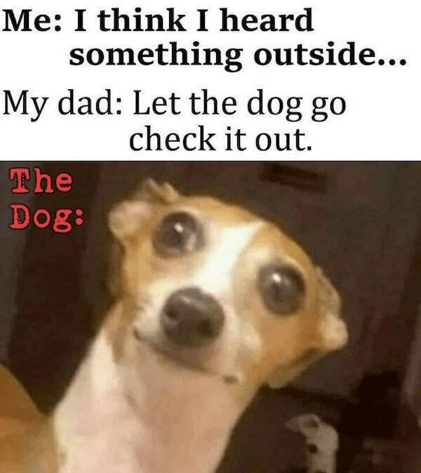 Jokes With Dogs (24 pics)