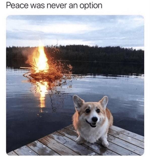 Jokes With Dogs (24 pics)