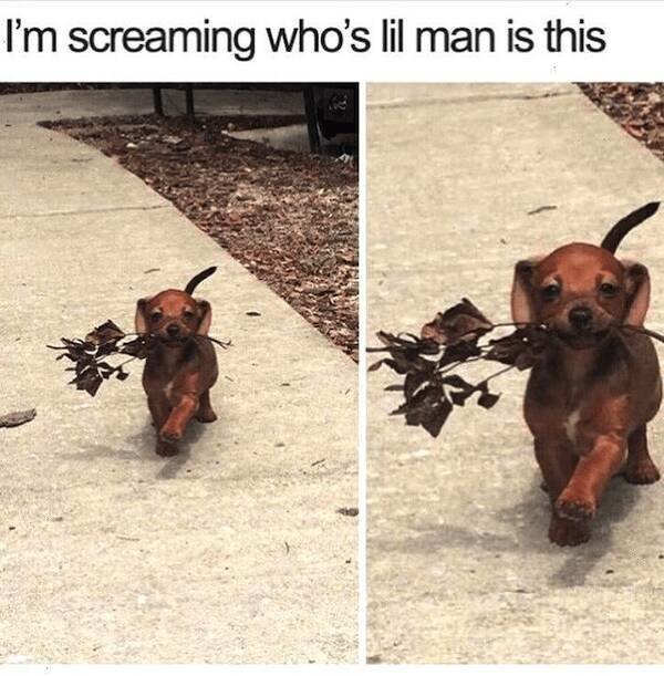 Jokes With Dogs (24 pics)