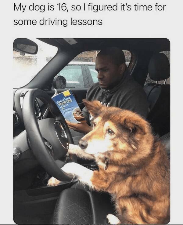 Jokes With Dogs (24 pics)