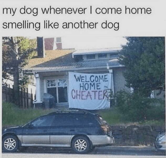 Jokes With Dogs (24 pics)