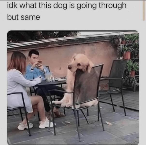Jokes With Dogs (24 pics)