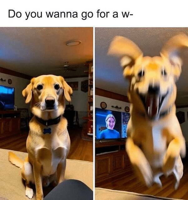 Jokes With Dogs (24 pics)