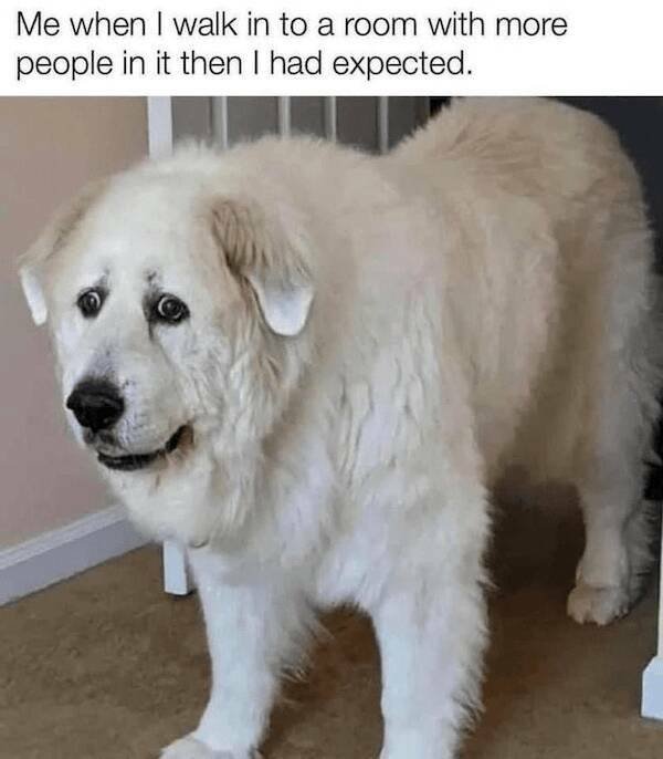 Jokes With Dogs (24 pics)