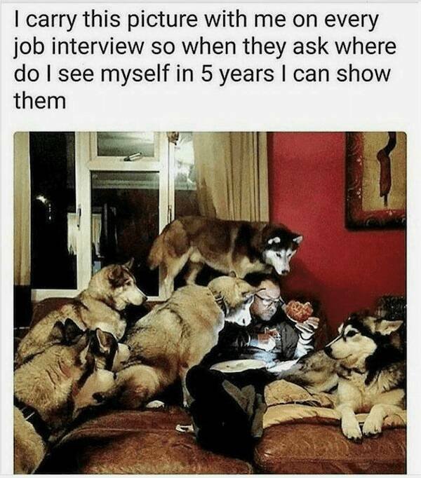 Jokes With Dogs (24 pics)