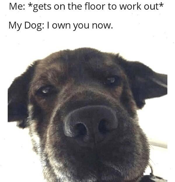 Jokes With Dogs (24 pics)