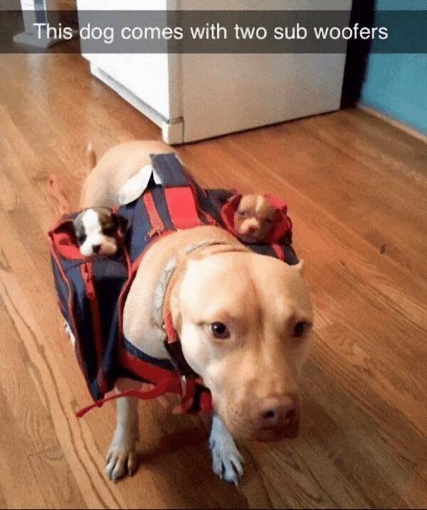 Jokes With Dogs (24 pics)