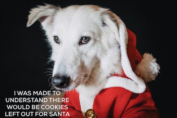 Christmas Memes (25 pics)