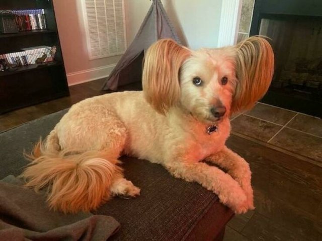 Awful Haircuts (20 pics)