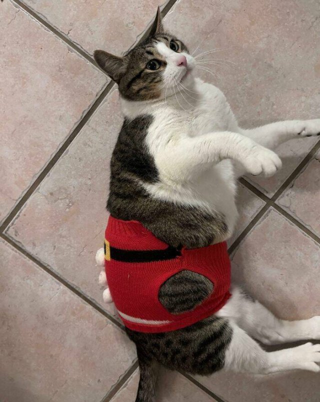 Christmas Fails (22 pics)