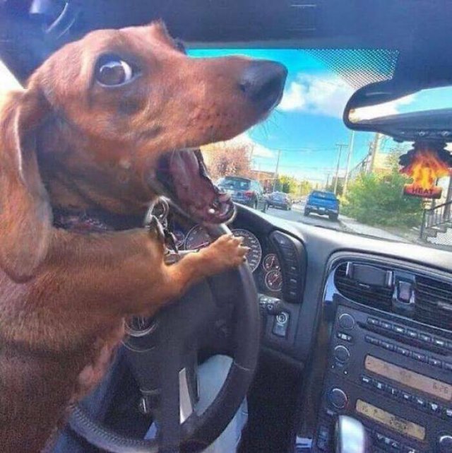 What Is Going On Here? (28 pics)