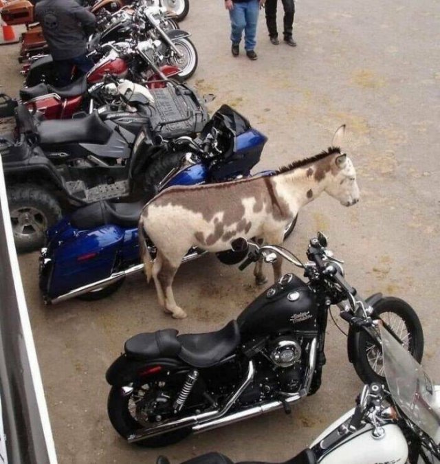 What Is Going On Here? (28 pics)