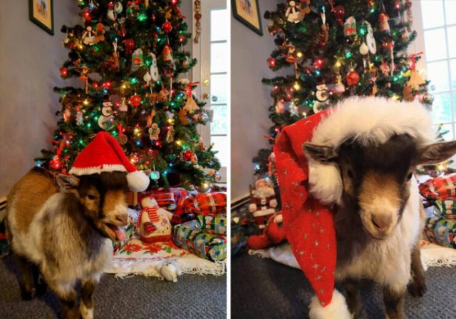 People Share Their Funny New Year Photos (24 pics)