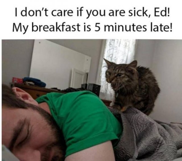 Memes For Cat Lovers (24 pics)