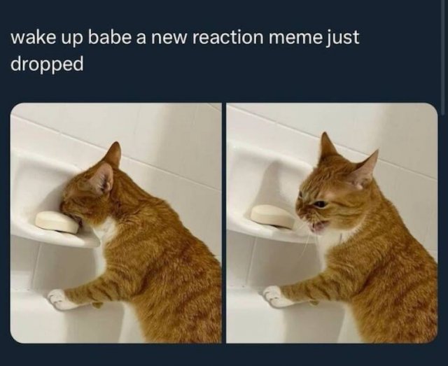 Memes For Cat Lovers (24 pics)
