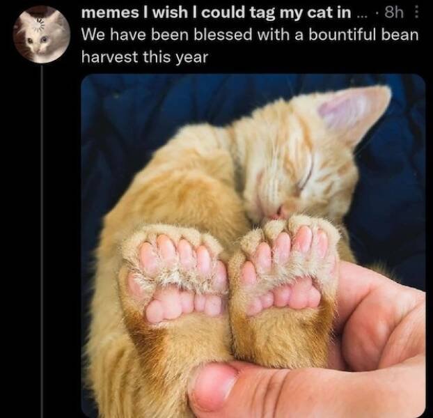 Memes For Cat Lovers (24 pics)