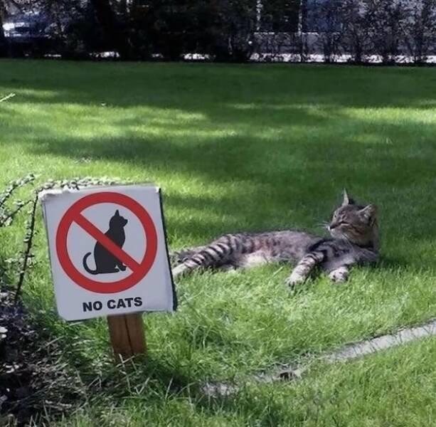 Memes For Cat Lovers (24 pics)