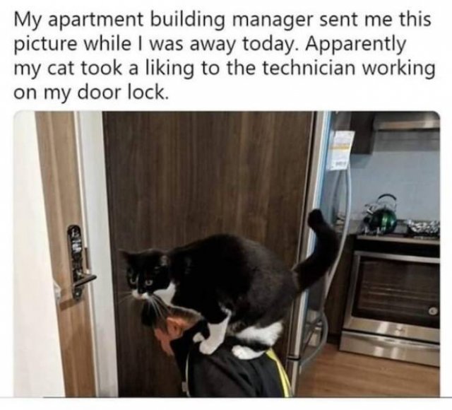 Memes For Cat Lovers (24 pics)