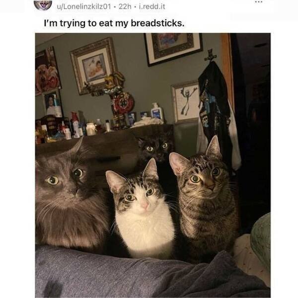 Memes For Cat Lovers (24 pics)