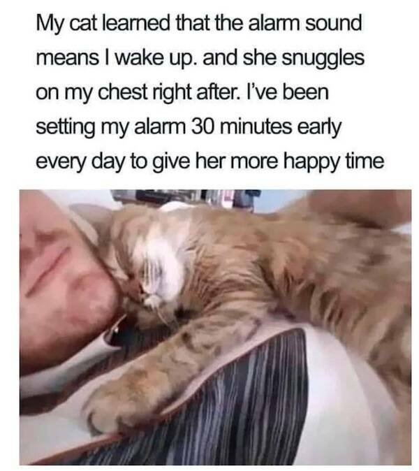 Memes For Cat Lovers (24 pics)