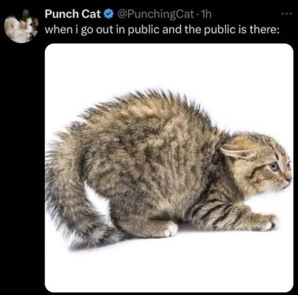 Memes For Cat Lovers (24 pics)