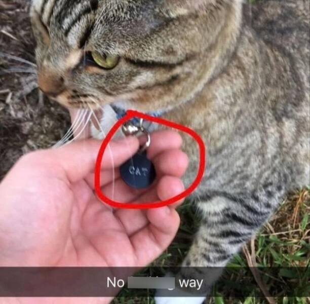 Memes For Cat Lovers (24 pics)
