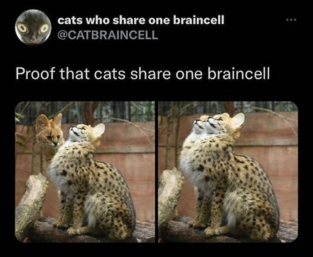 Memes For Cat Lovers (24 pics)