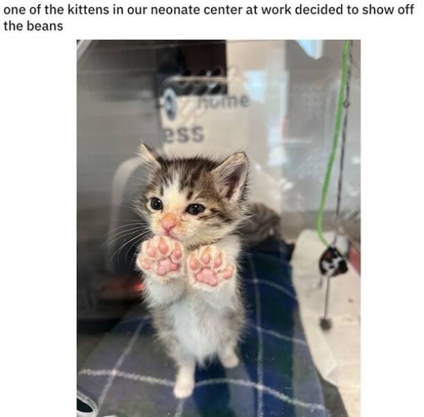Memes For Cat Lovers (24 pics)