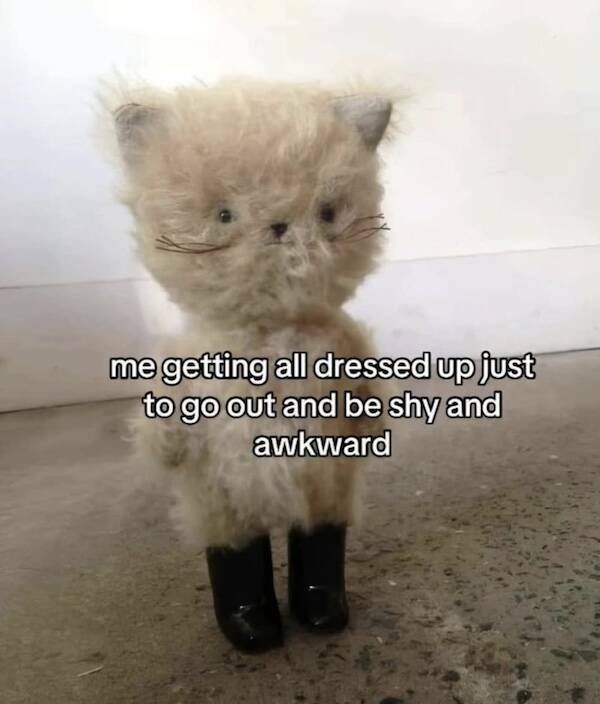 Memes For Cat Lovers (24 pics)