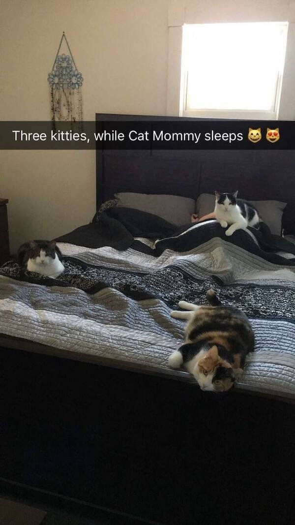 Memes For Cat Lovers (24 pics)